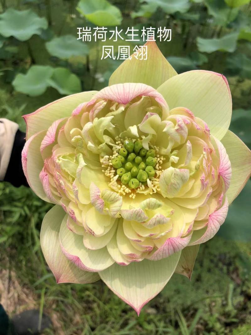 精品荷花品种荷花多种花型多种花色水景绿化专用