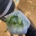 菜花，小实花