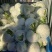 菜花，小实花