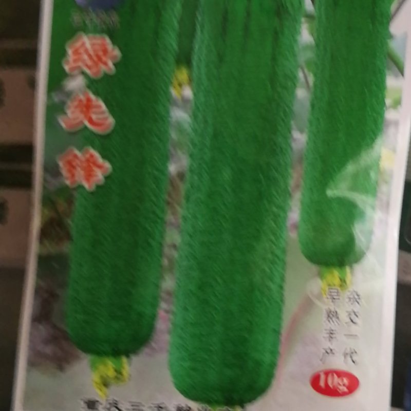 绿先锋丝瓜早熟丰产杂交一代。