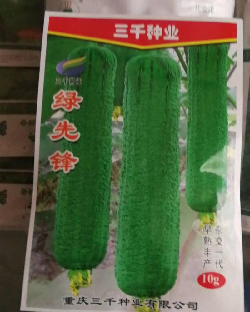 绿先锋丝瓜早熟丰产杂交一代。