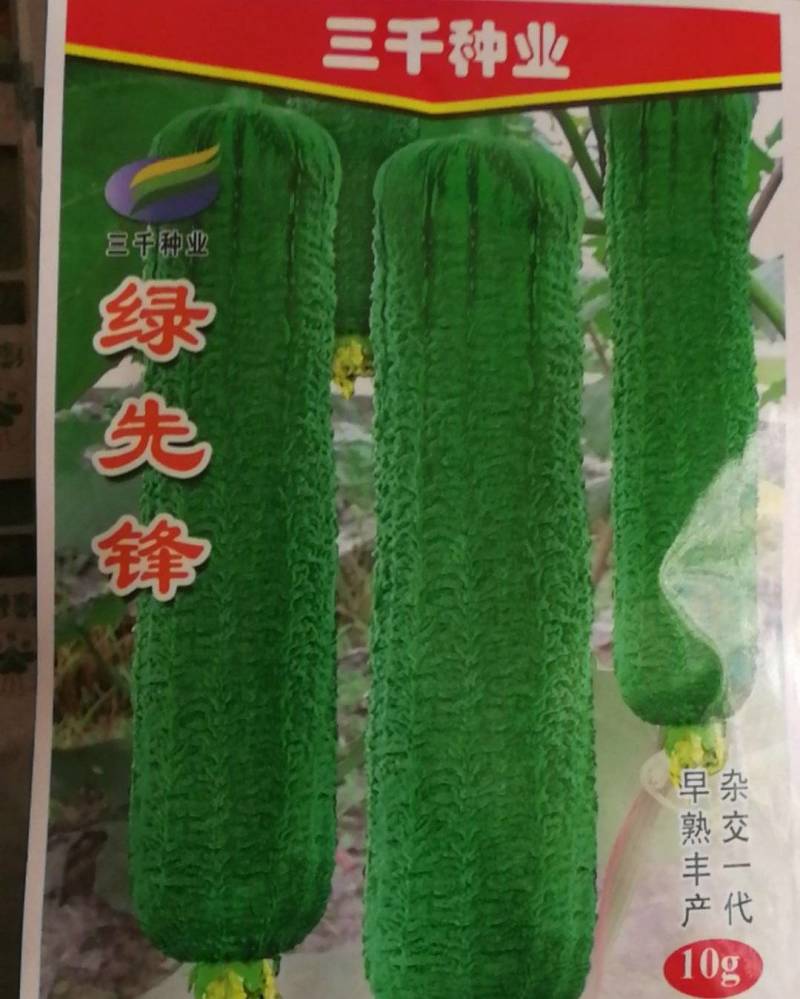 绿先锋丝瓜早熟丰产杂交一代。