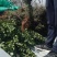 小叶扶芳藤