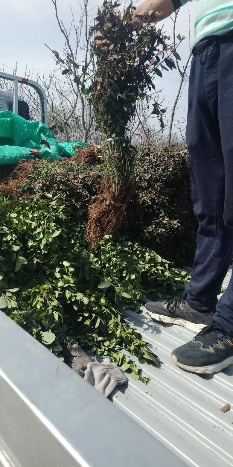 小叶扶芳藤
