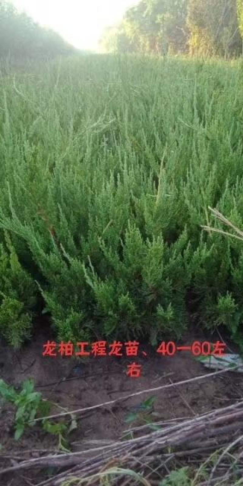 小叶扶芳藤
