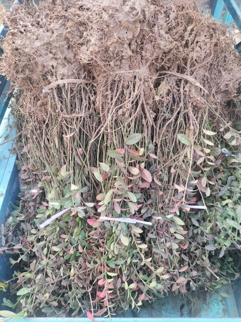 小叶扶芳藤
