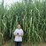 小麦秸秆，玉米草，青贮草料，营养丰富，长肉快