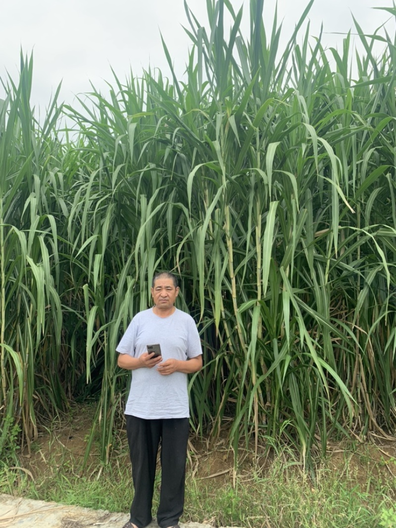 小麦秸秆，玉米草，青贮草料，营养丰富，长肉快