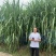 小麦秸秆，玉米草，青贮草料，营养丰富，长肉快