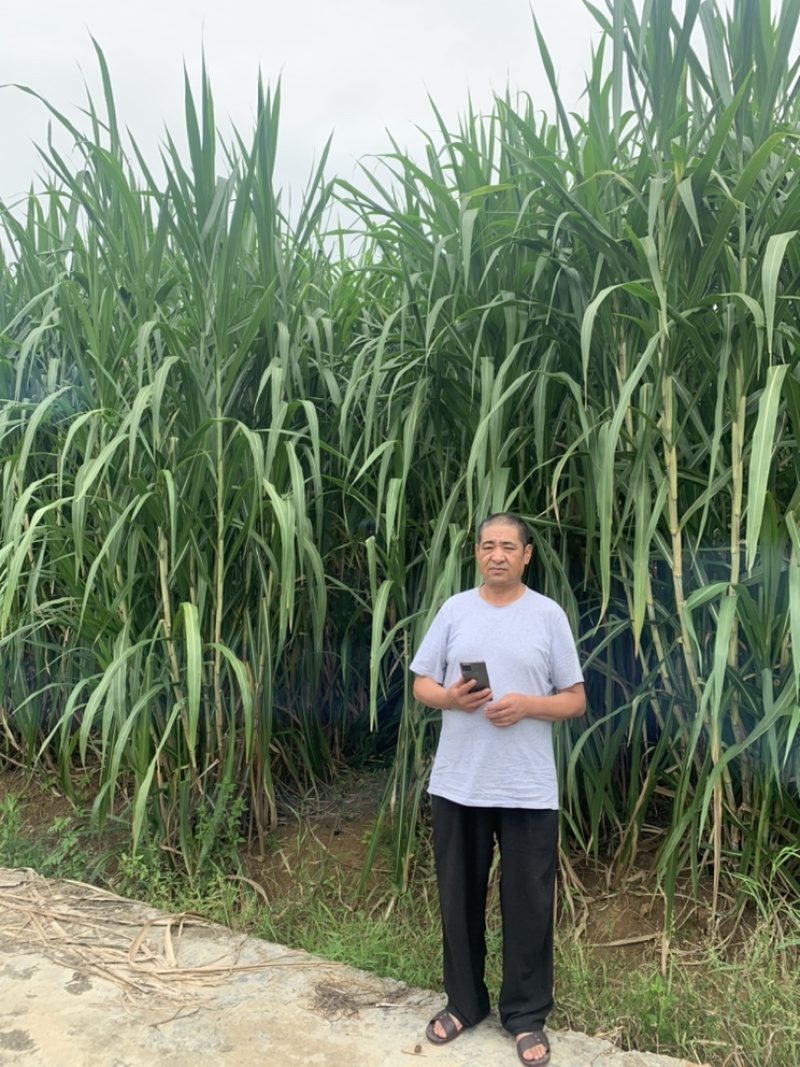 小麦秸秆，玉米草，青贮草料，营养丰富，长肉快