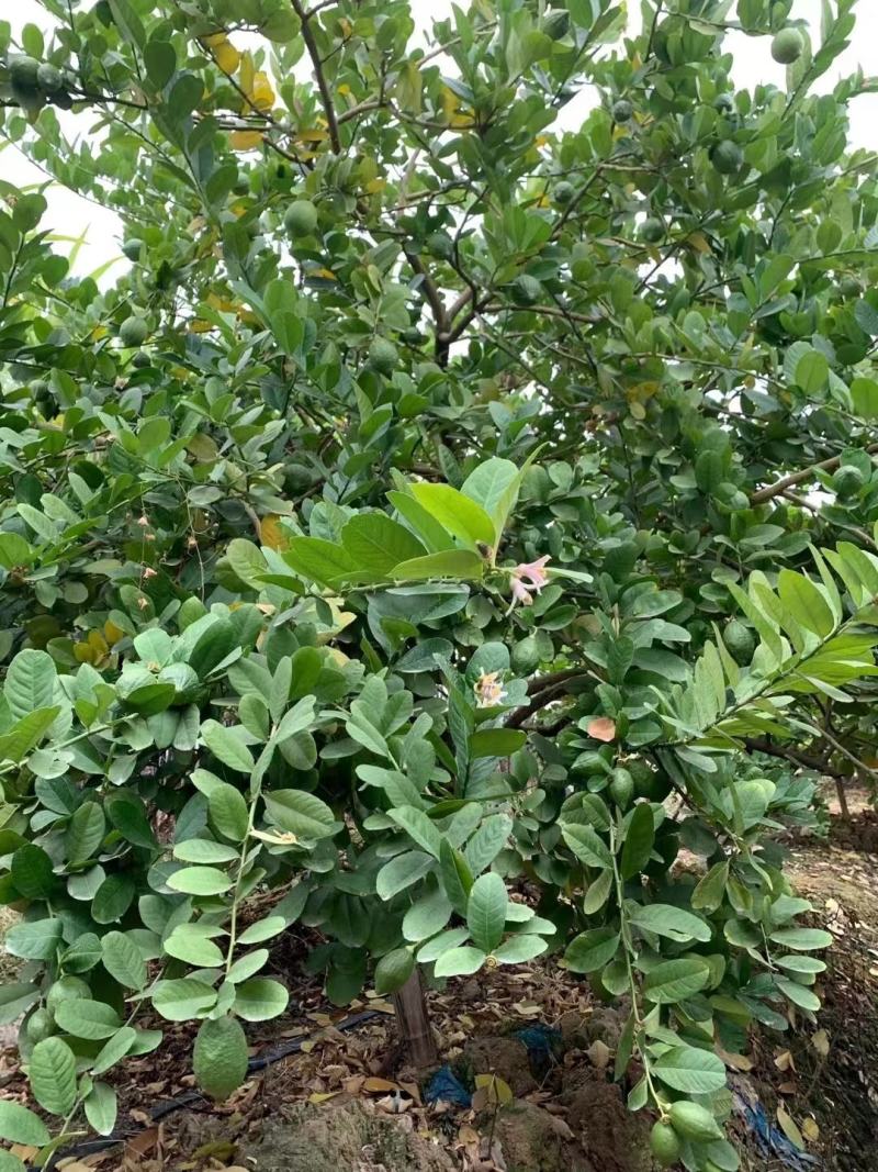香水柠檬