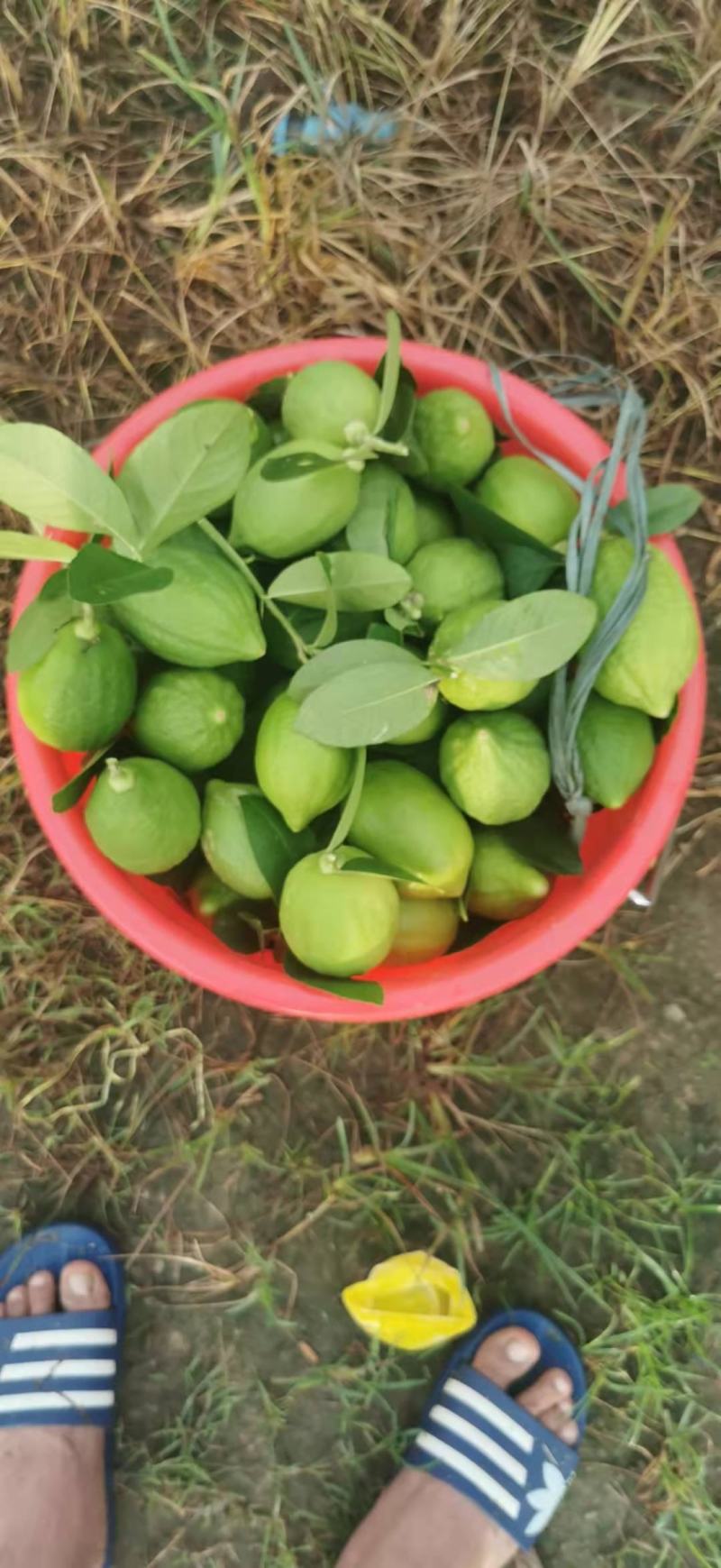 香水柠檬