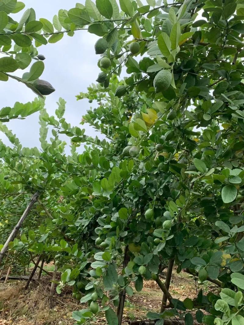 香水柠檬