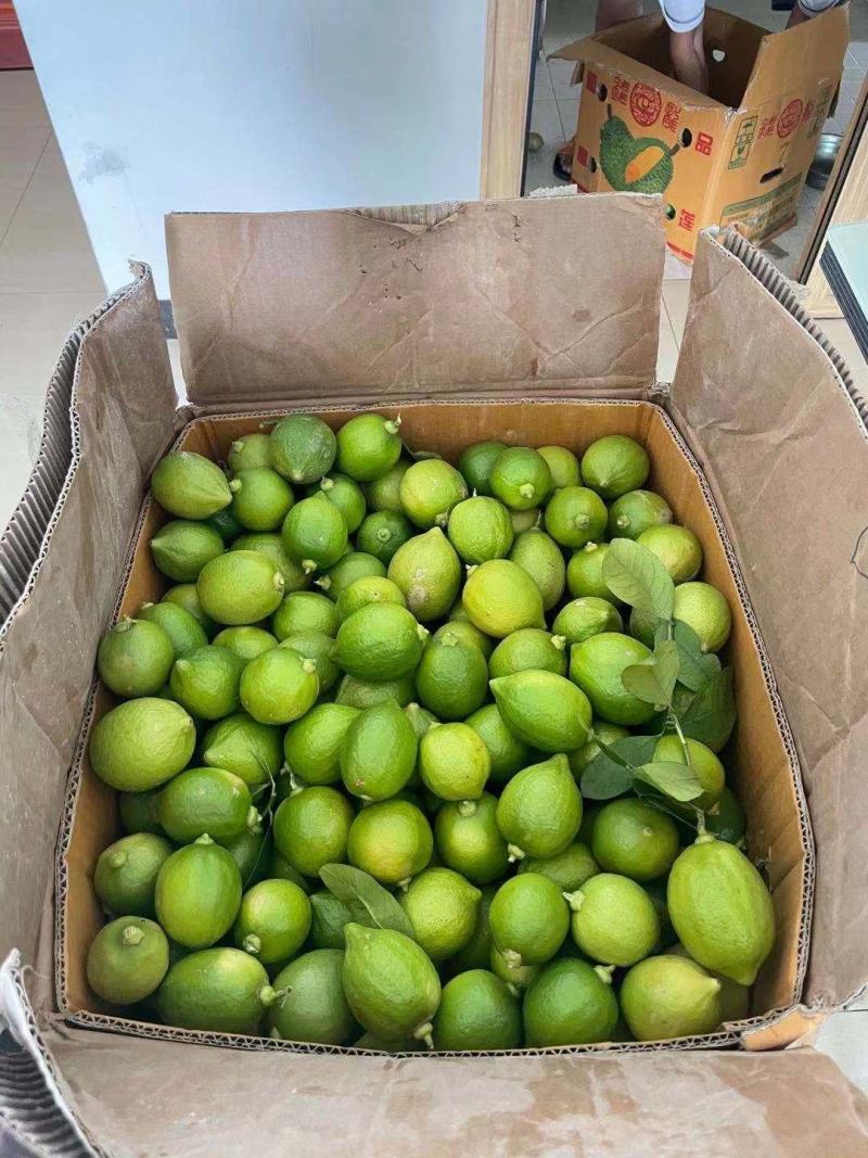 香水柠檬