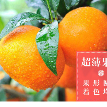 沃柑