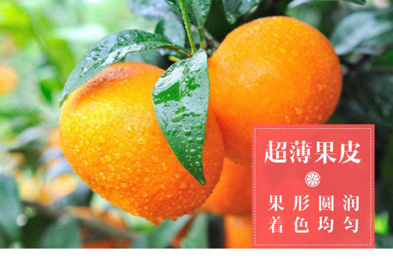 沃柑