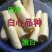 广西白木薯黄木薯种子棍高产面包早产高产当年丰收