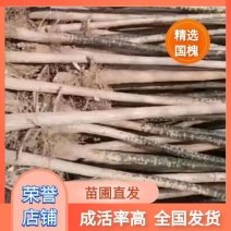 国槐树河南焦作国槐绿化工程树，行道树，根系发达，成活率高