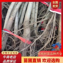 河南焦作核桃树苗清香核桃树苗嫁接品种正宗量大从优薄皮核桃