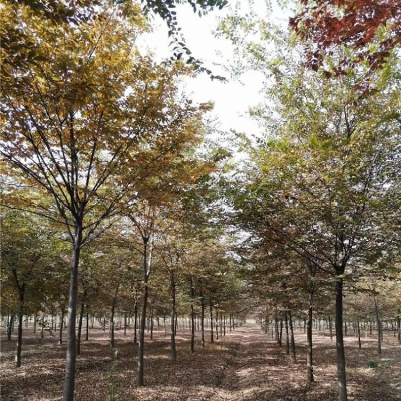 22公分榉树自产自销一手货源无中间商欢迎实地考察订购