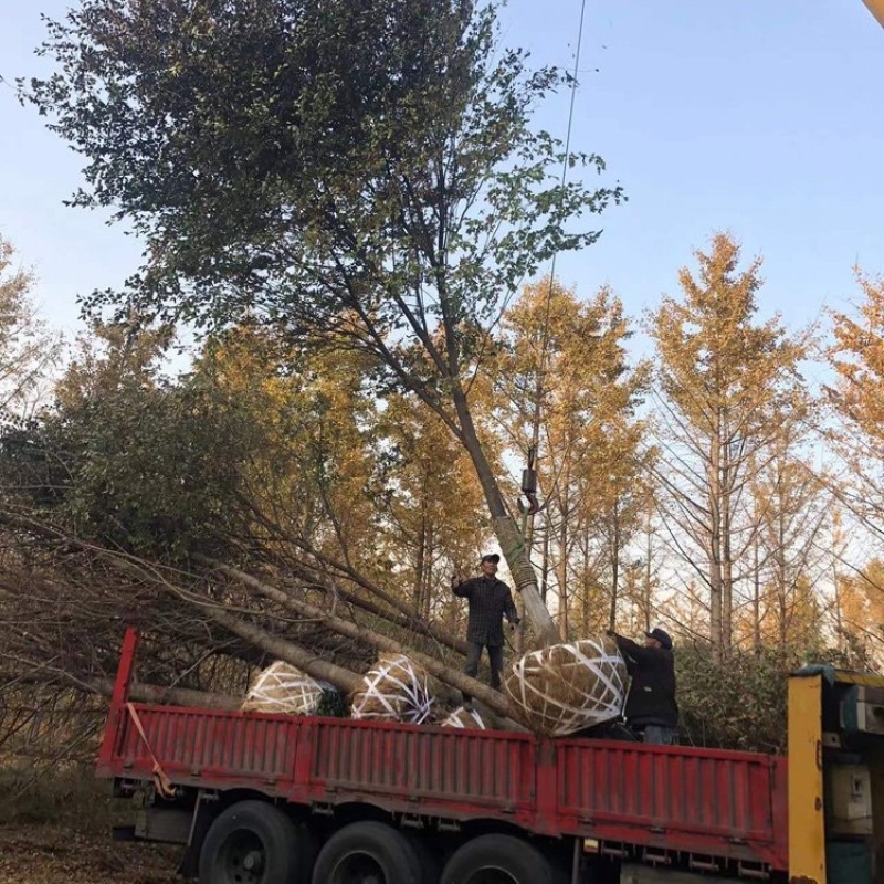 22公分榉树自产自销一手货源无中间商欢迎实地考察订购