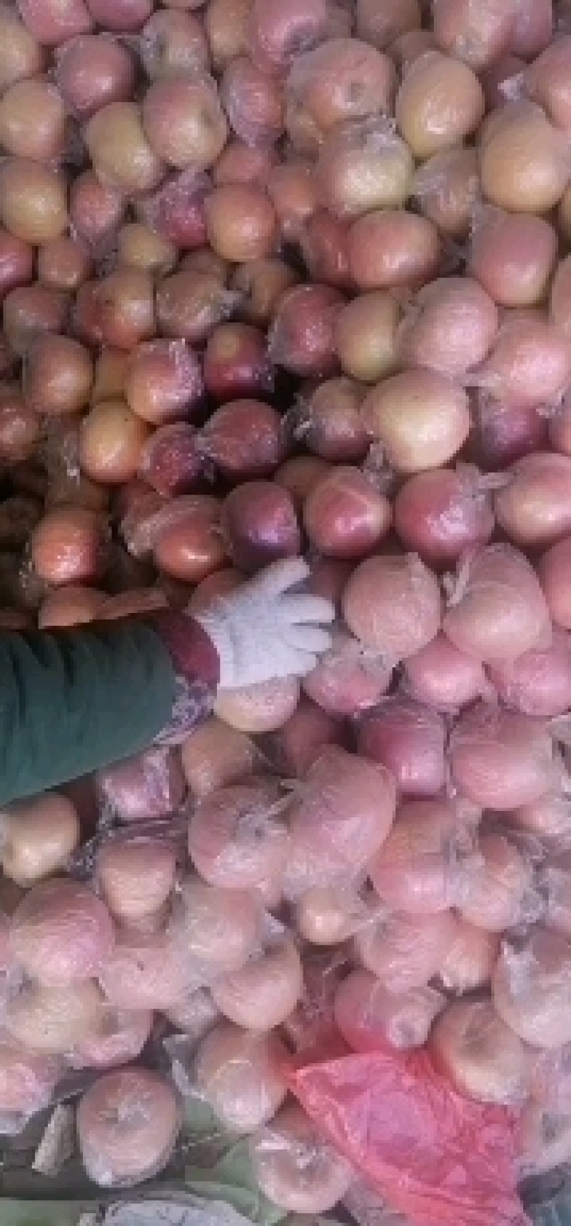 膜代红富士苹果口感脆甜价格低
