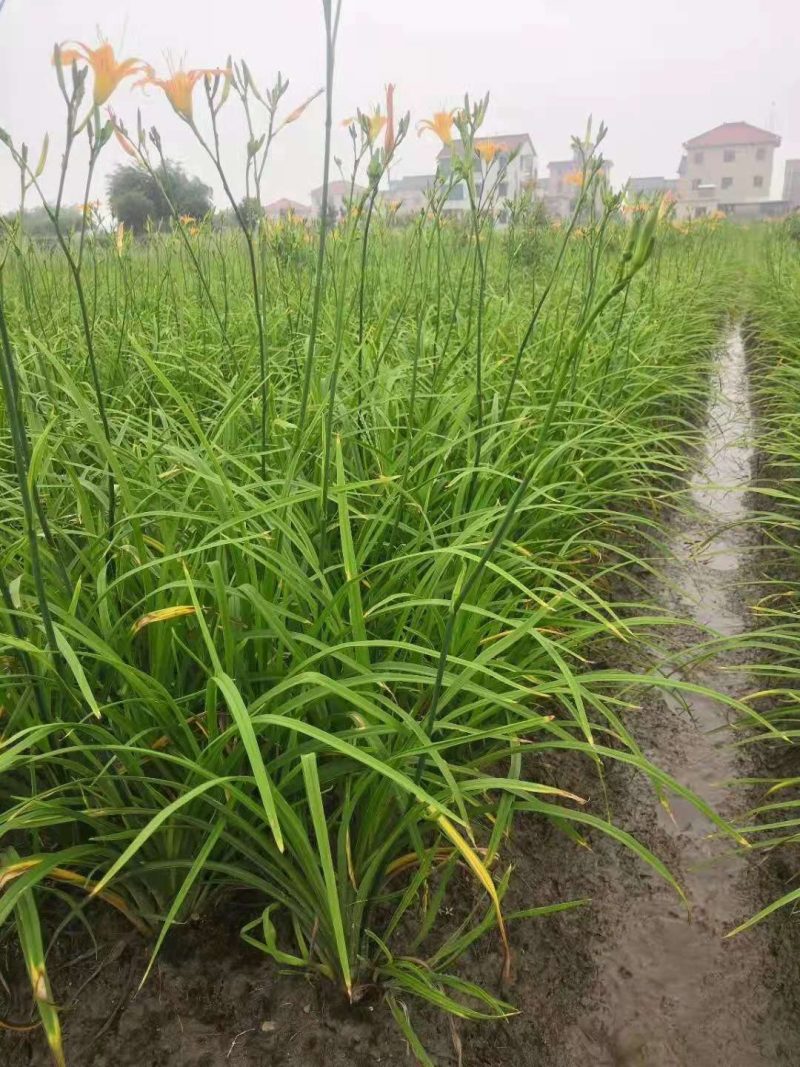 常绿萱草常绿萱草苗圃萧山佳颖园艺场自产自销