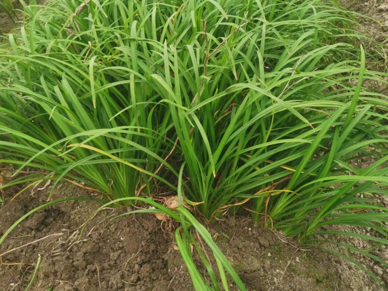 常绿萱草常绿萱草苗圃萧山佳颖园艺场自产自销