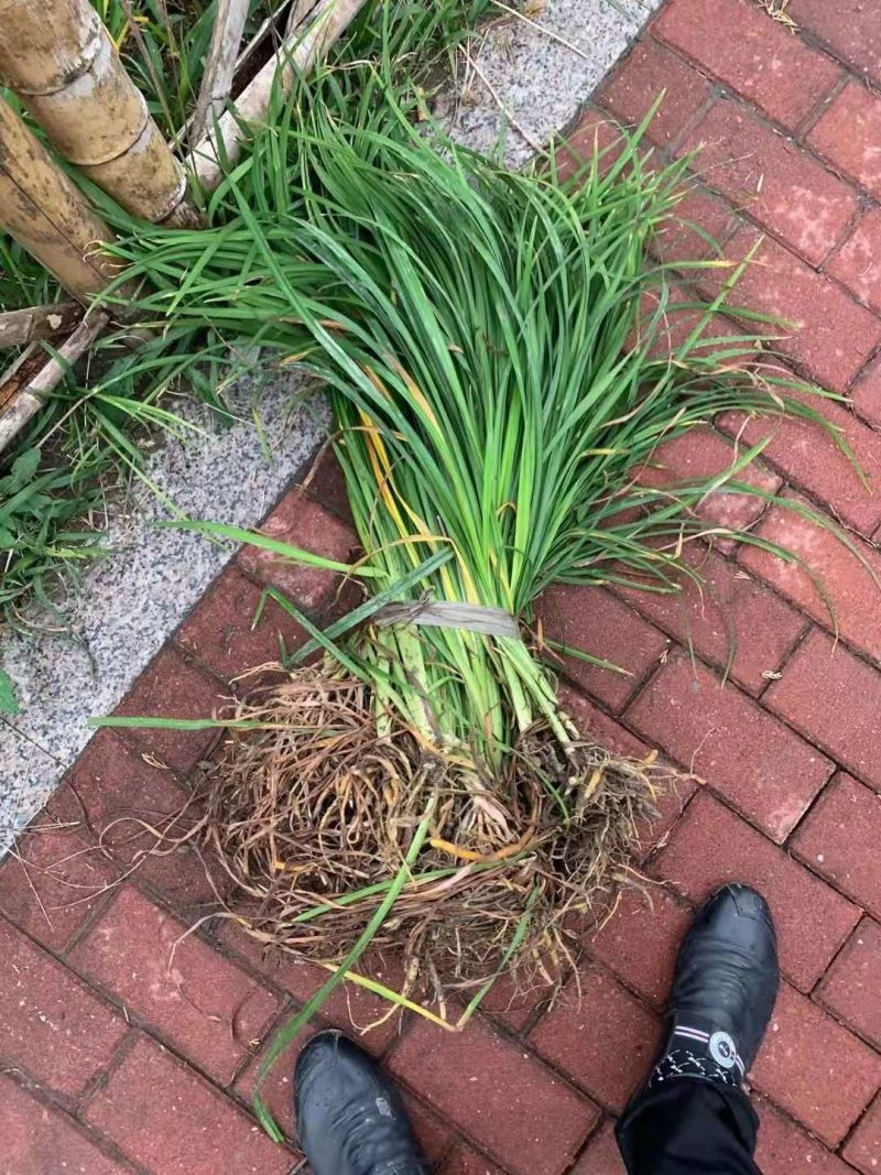 常绿萱草常绿萱草苗圃萧山佳颖园艺场自产自销