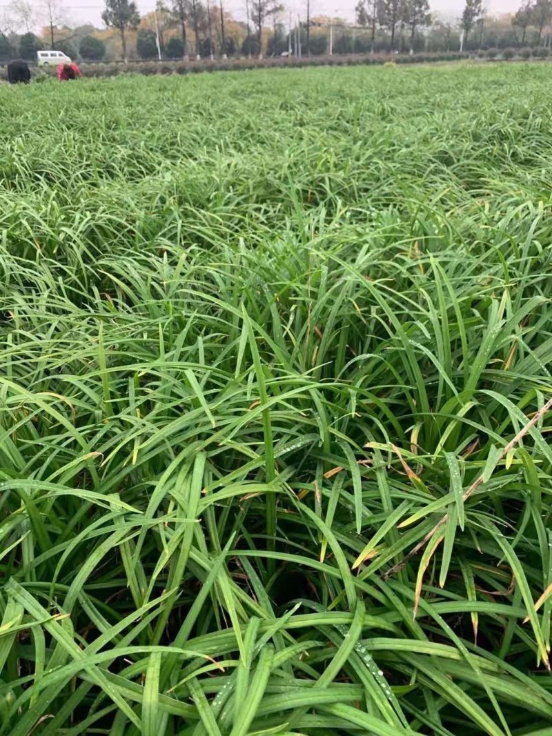 常绿萱草常绿萱草苗圃萧山佳颖园艺场自产自销