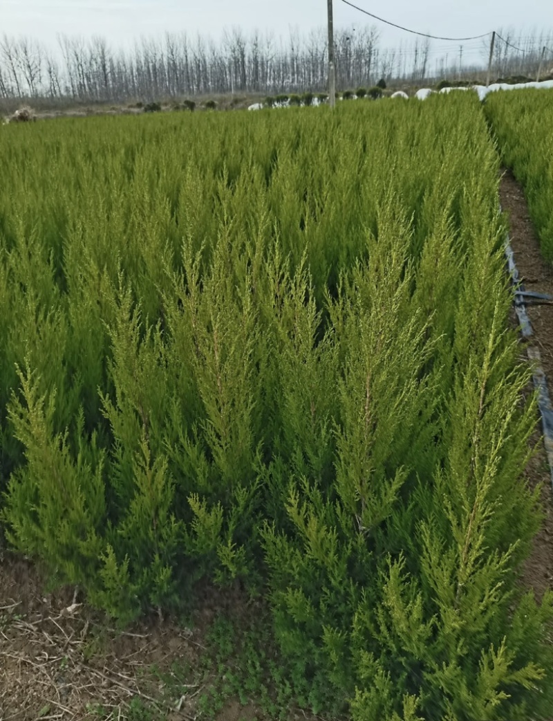 四季常青1.8米塔柏色块拼接绿篱搭配景观打造