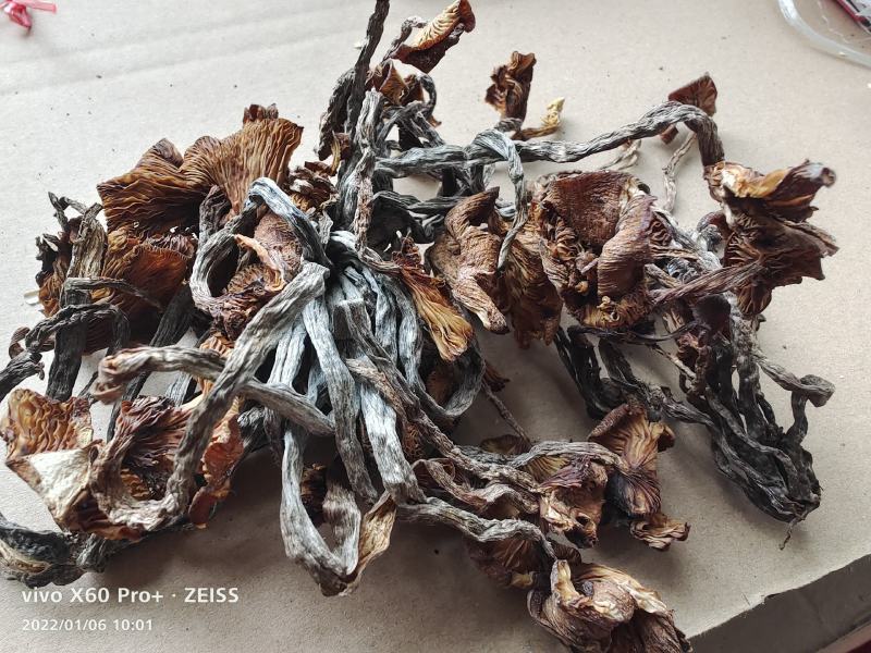树秋菌，上新树秋菌一手货源批发兼零售纯野生干品手慢无