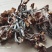 树秋菌，上新树秋菌一手货源批发兼零售纯野生干品手慢无