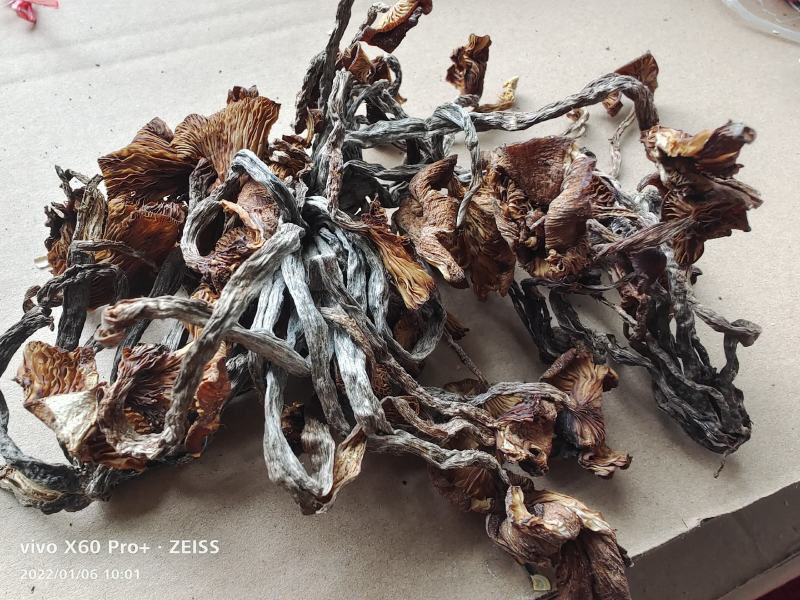 树秋菌，上新树秋菌一手货源批发兼零售纯野生干品手慢无