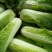 广西长菜，竹筒菜，麻叶青，大量有货，品质有保证