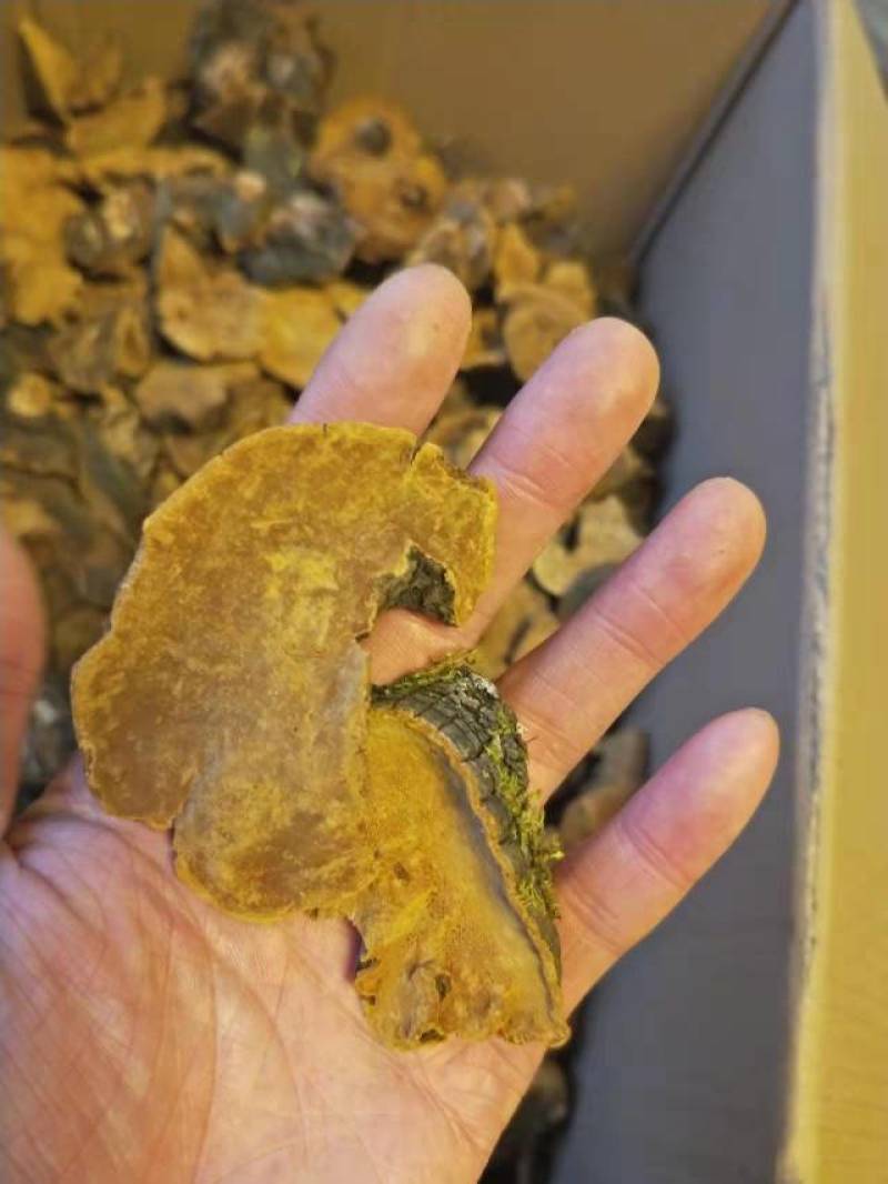 正宗西藏野生金边桑黄桑树桑黄桑黄茶非长白山桑黄