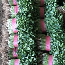 铁杆青香菜，山东聊城基地种植，一手货源，规格多样量大从优
