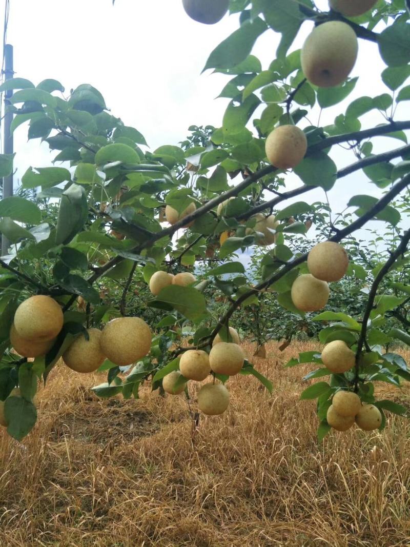 桂花梨苗桂花梨嫁接苗早熟梨苗梨树苗10株起卖