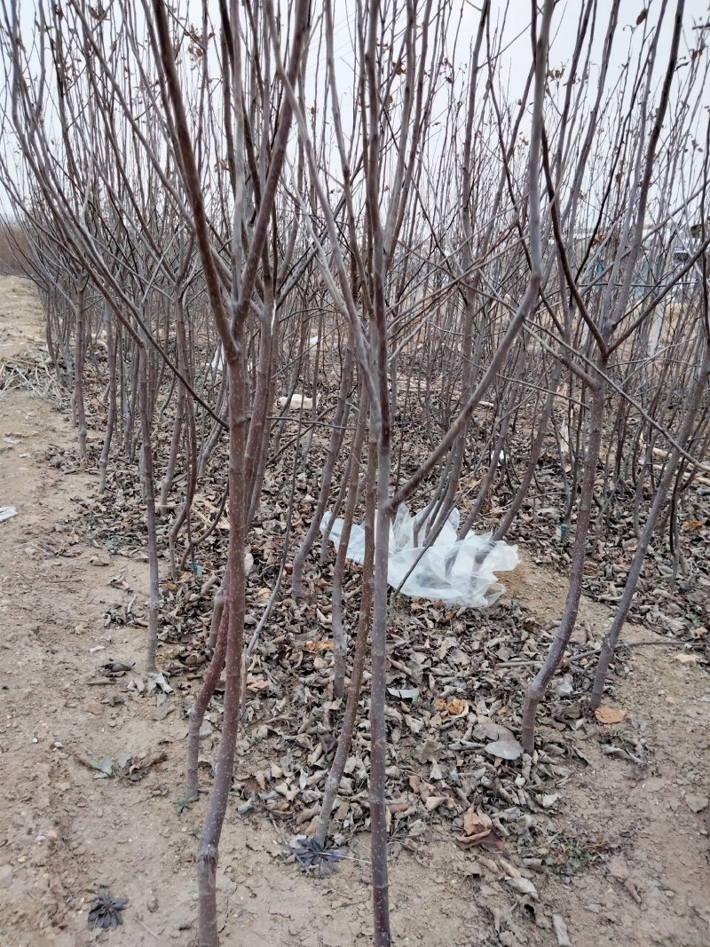 【栽新品种苹果苗】秦脆苹果苗苹果苗新品种阳历9月底成熟的