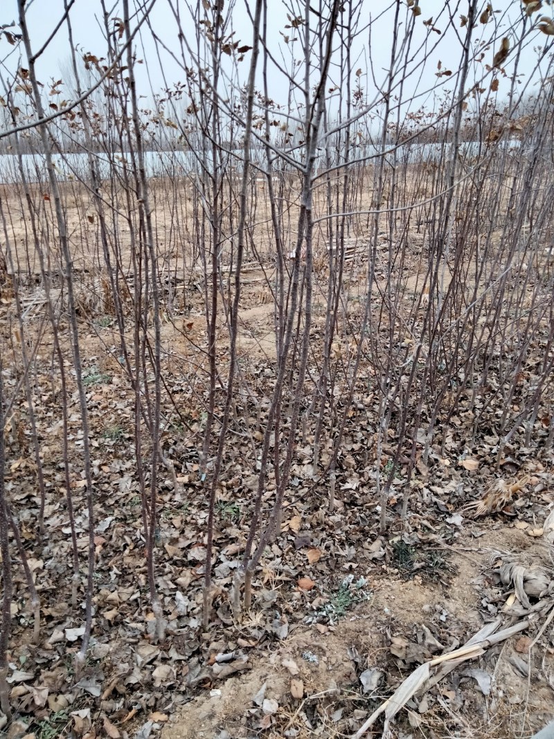 【包邮热卖发大财】蜜脆苹果苗苹果苗新品种9月中旬成熟