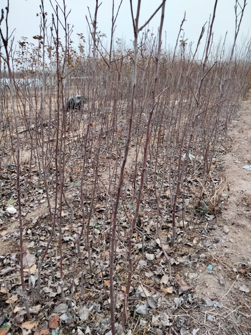 美国8号苹果苗，红富士苹果苗，苹果苗育苗基地，苹果苗