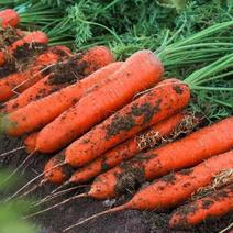 特惠新鲜三红胡萝卜新鲜蔬菜沙地水果红萝卜现挖农家自种包邮