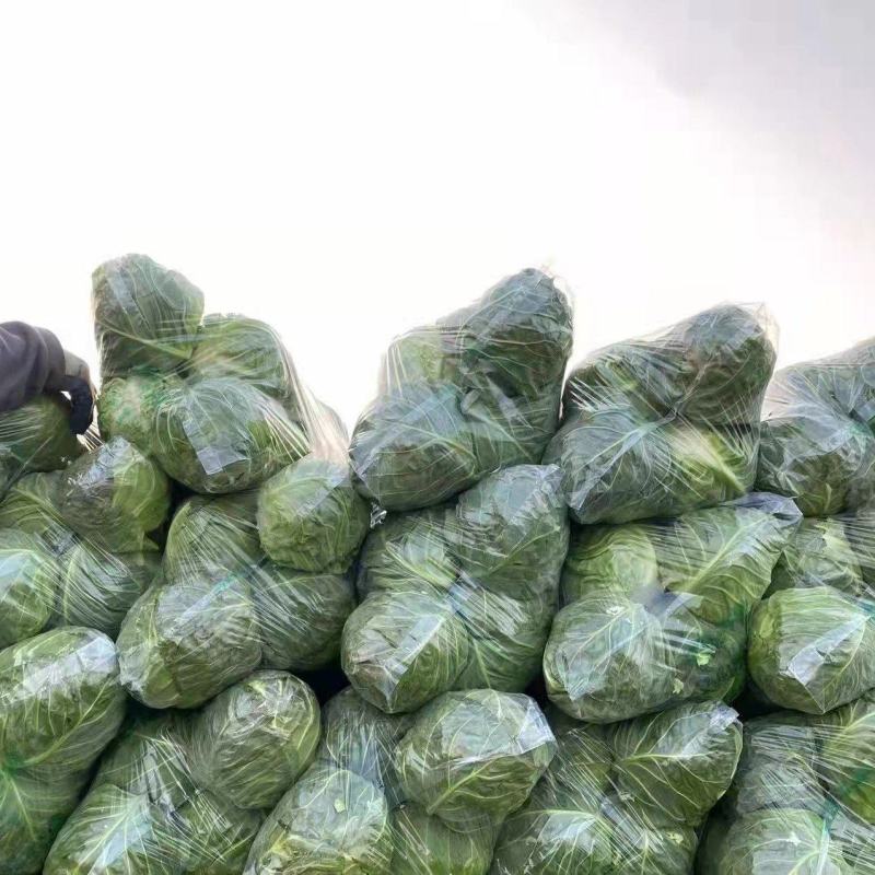 唐山市滦南县大棚中甘甘蓝陆续大量上市中。型好色正耐运输。