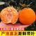 春见柑桔（耙耙柑）甜嫩多汁果粒橙般的口感，商超品质