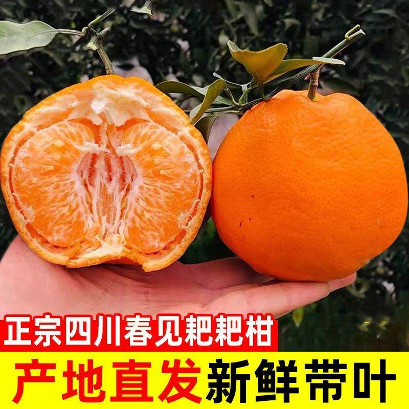 春见柑桔（耙耙柑）甜嫩多汁果粒橙般的口感，商超品质