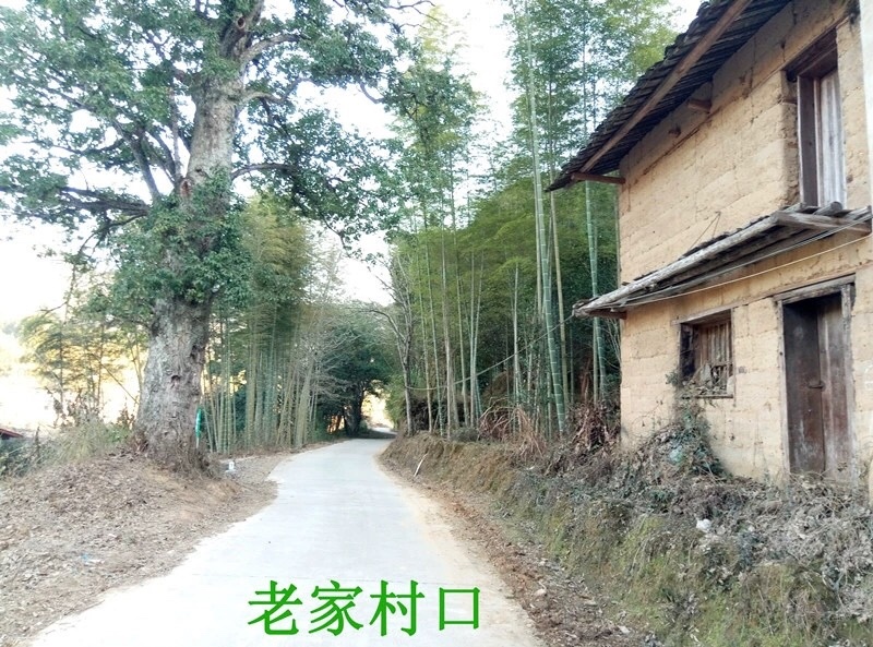 福建永安明前春笋干农家自制笋尖