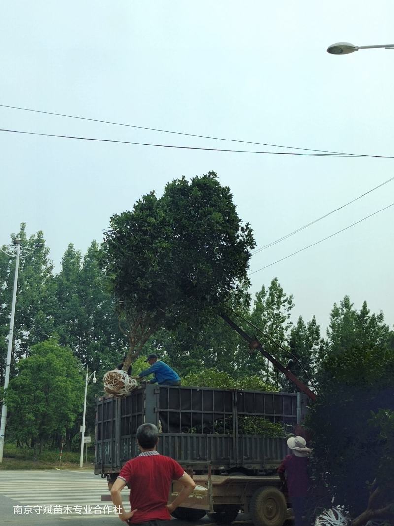 桂花树花香四处/绿化工程桂花树/桂花树价格