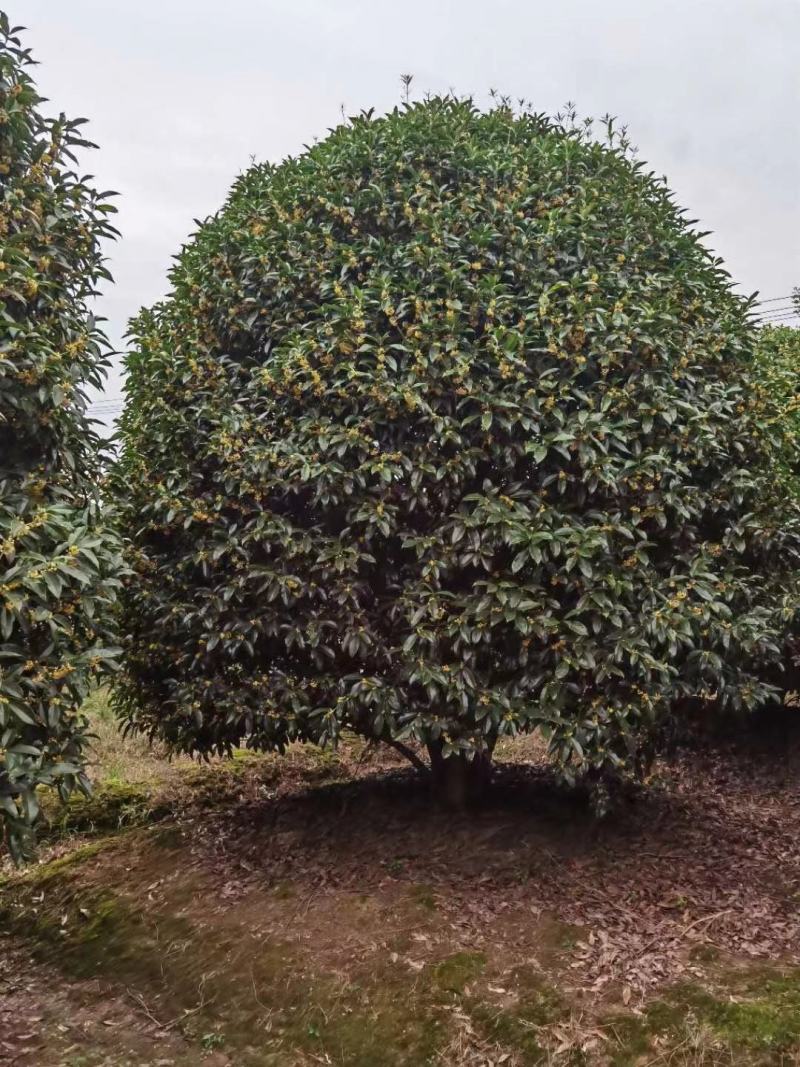 桂花树花香四处/绿化工程桂花树/桂花树价格
