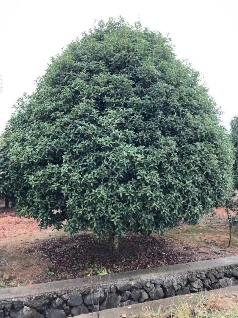 桂花树花香四处/绿化工程桂花树/桂花树价格