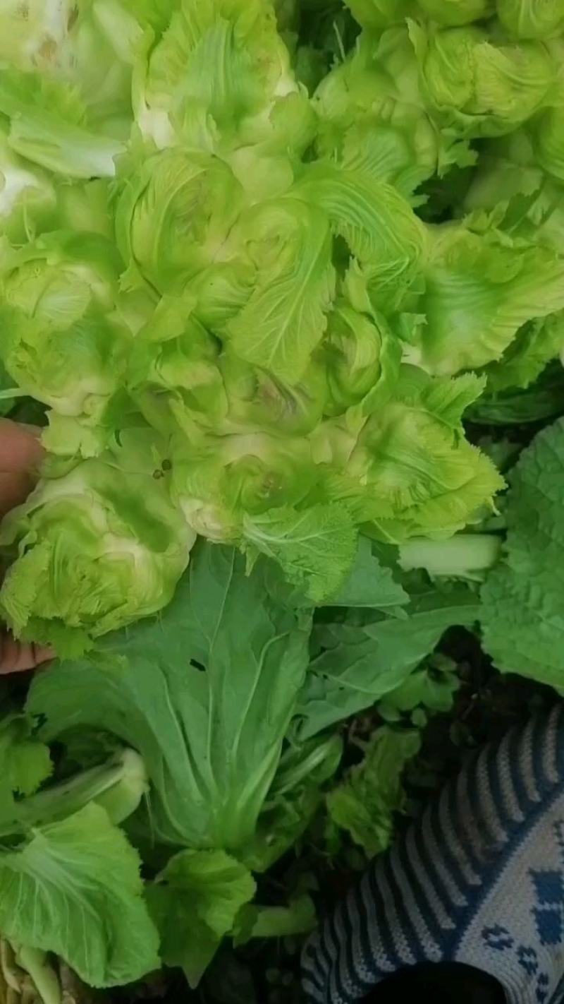儿菜，还有最后60亩，需要的下单，货好，价格美丽